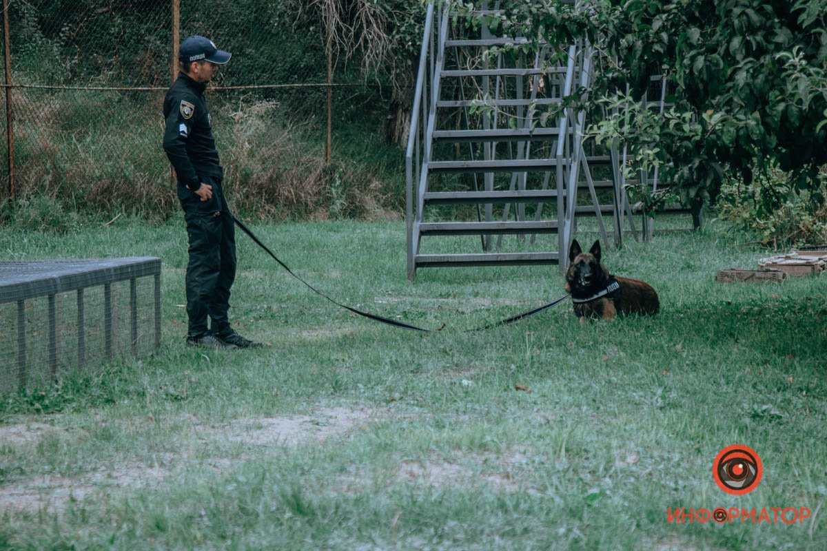 На пенсию собаки-полицейские выходят в 8 лет На пенсию собаки-полицейские выходят в 8 лет
