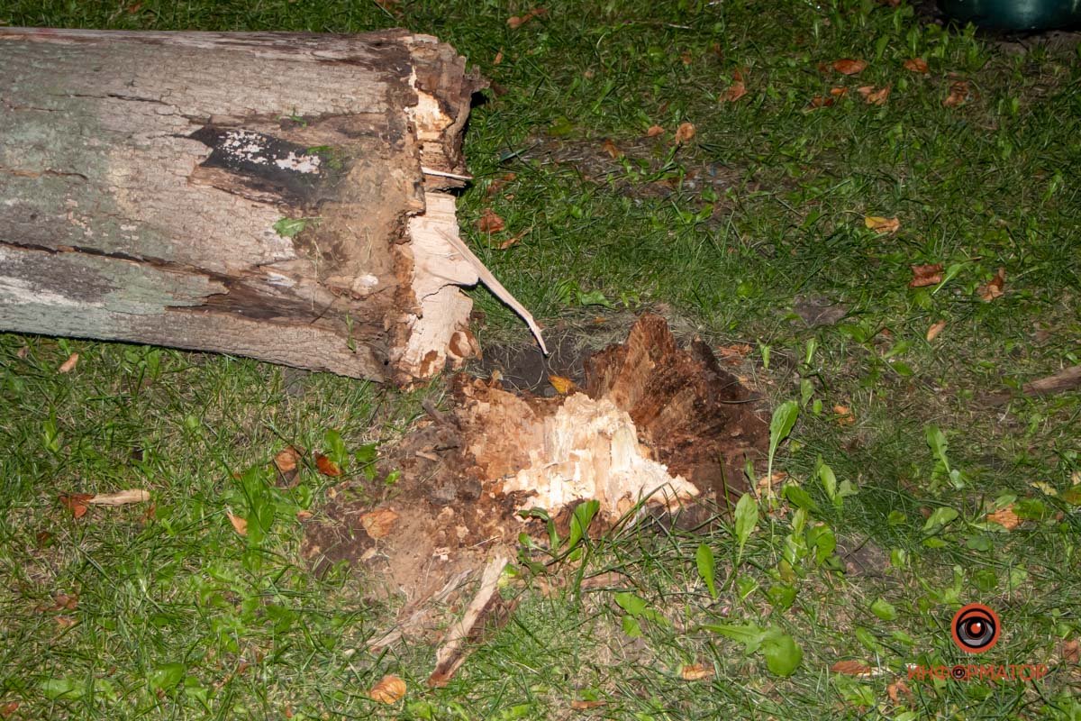 Сухое дерево упало на пешехода Сухое дерево упало на пешехода