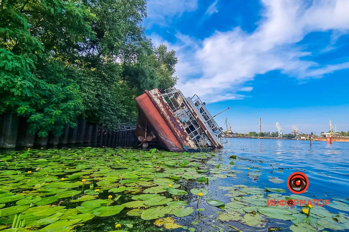 Яркие кувшинки