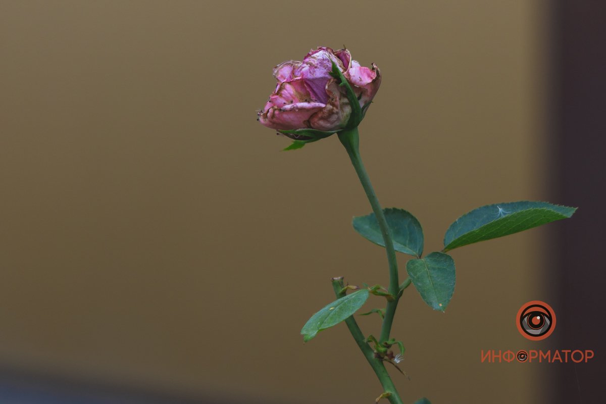 Незаметно, осень уже подкрадывается все ближе и ближе 