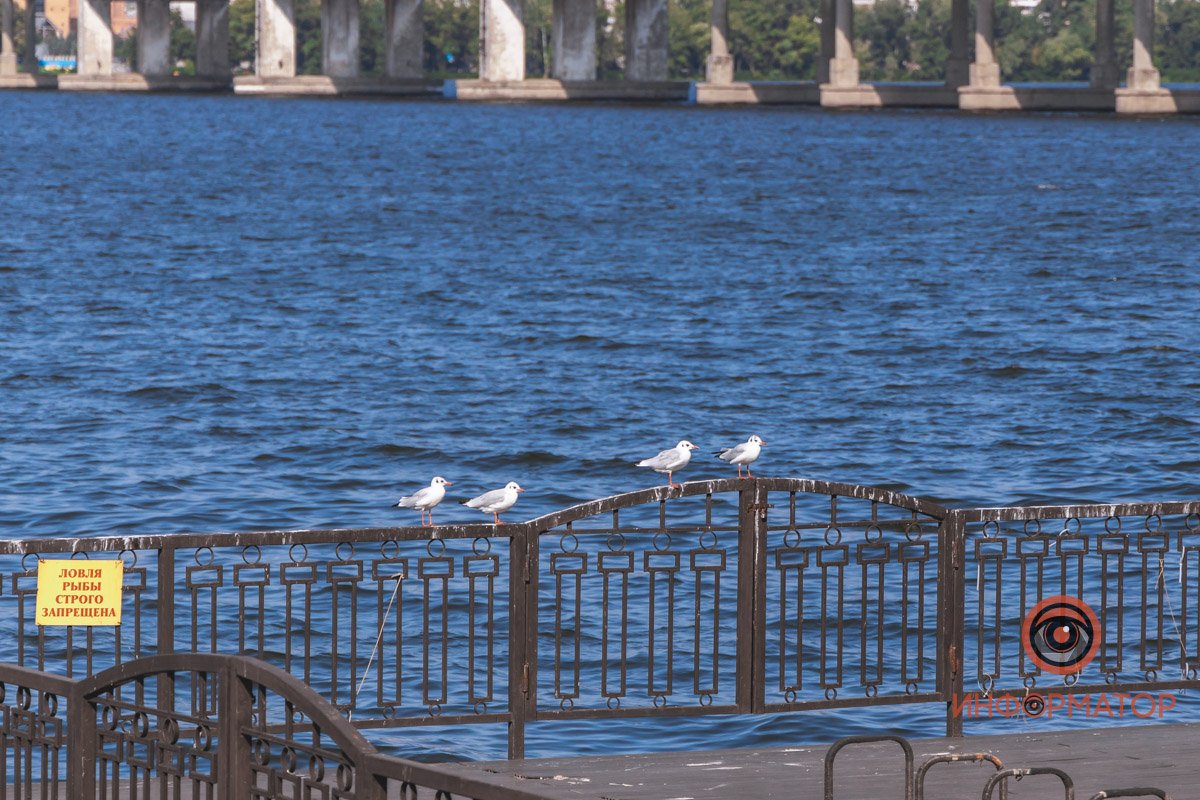 Местные смотрящие за рекой 