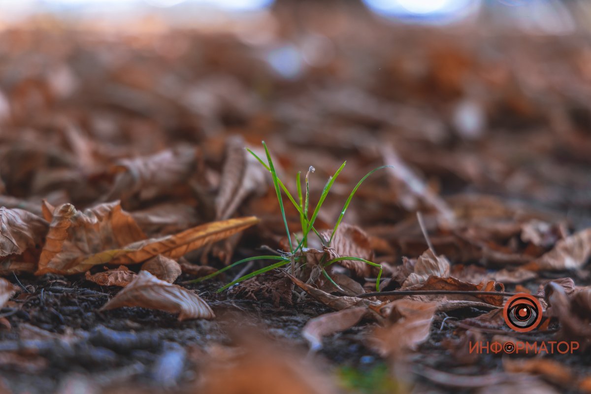 К осени скоро все начнет засыпать 