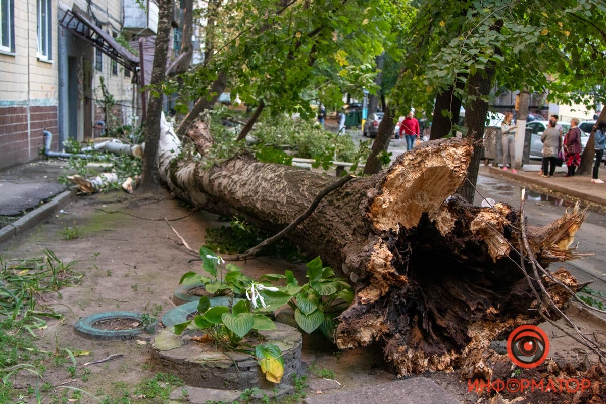 Оборванные провода и побитые окна: в Днепре на Янтарной на подъезд упало дерево 8