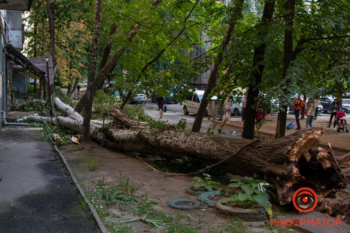 Оборванные провода и побитые окна: в Днепре на Янтарной на подъезд упало дерево 9