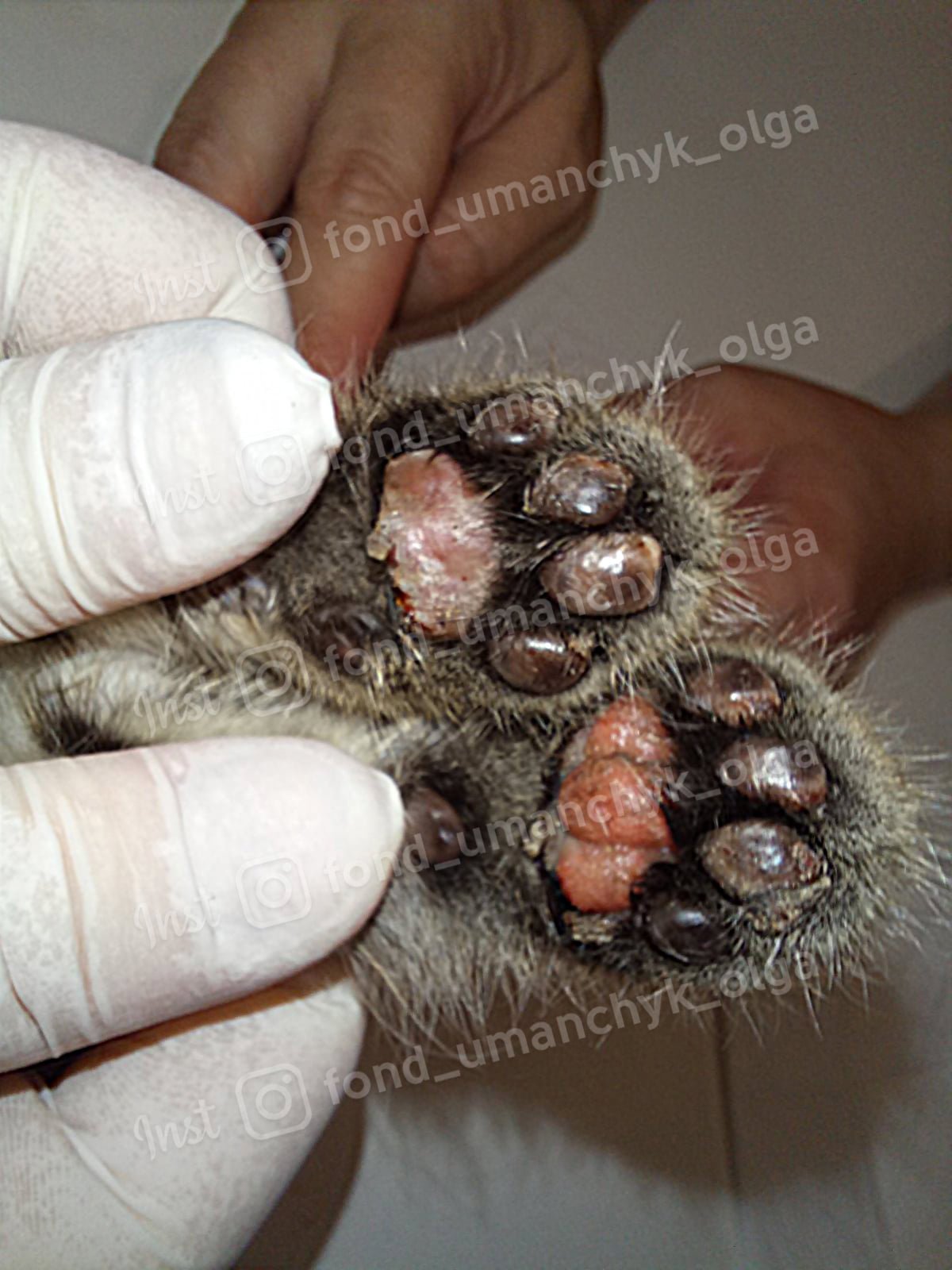 У Мышки сильные ожоги