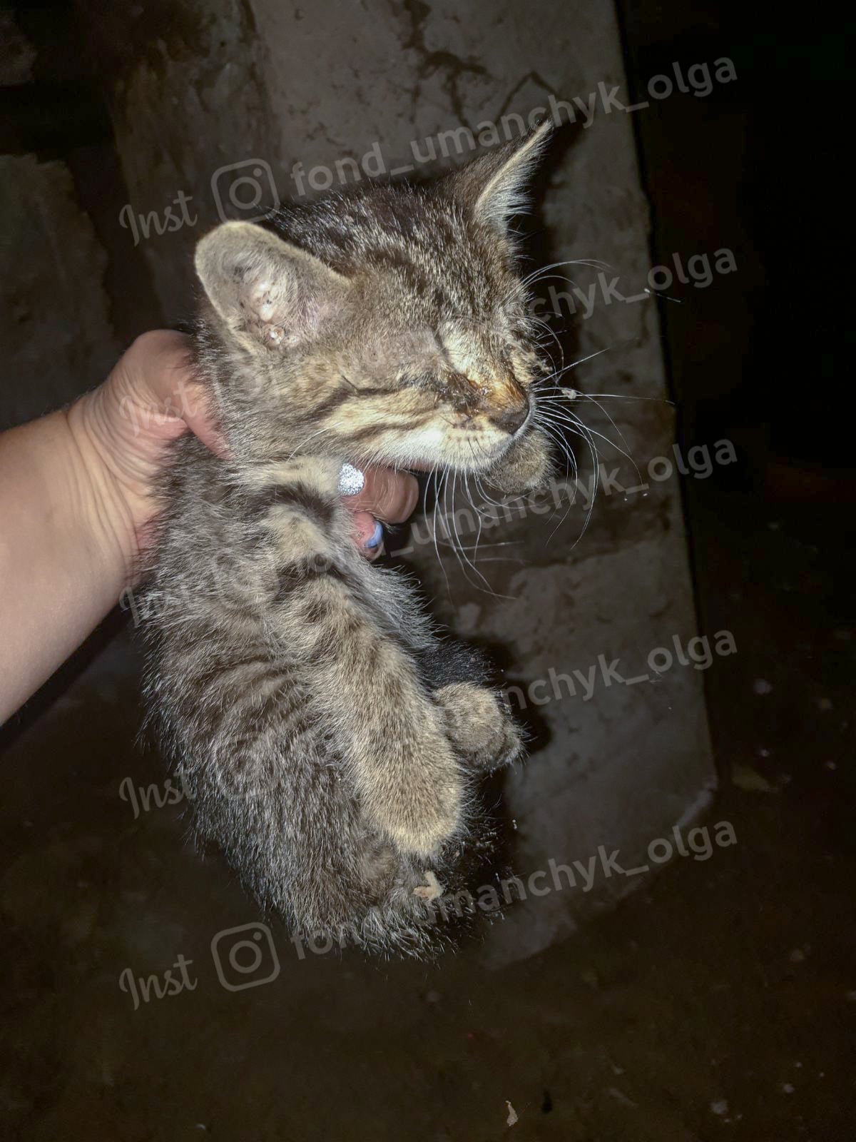 Котенок может лишиться глаз