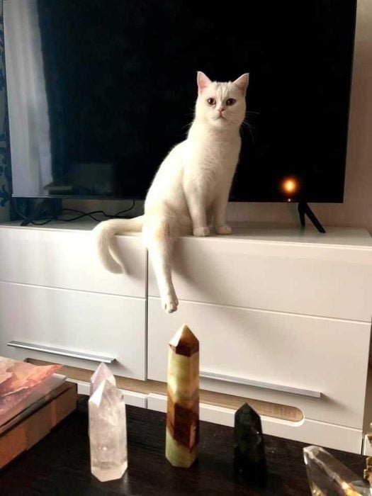 Животные ищут дом: где в Днепре найти себе кота или собаку 1