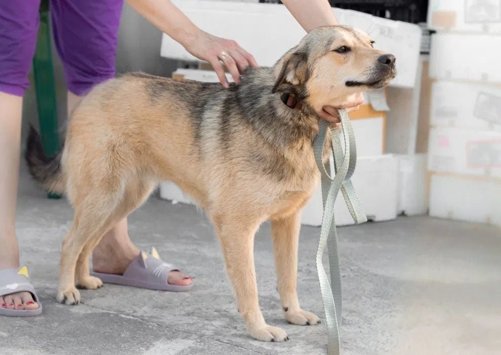 Животные ищут дом: где в Днепре найти себе кота или собаку 2