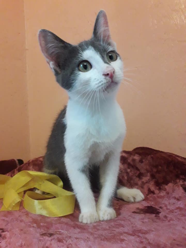 Животные ищут дом: где в Днепре найти себе кота или собаку 3