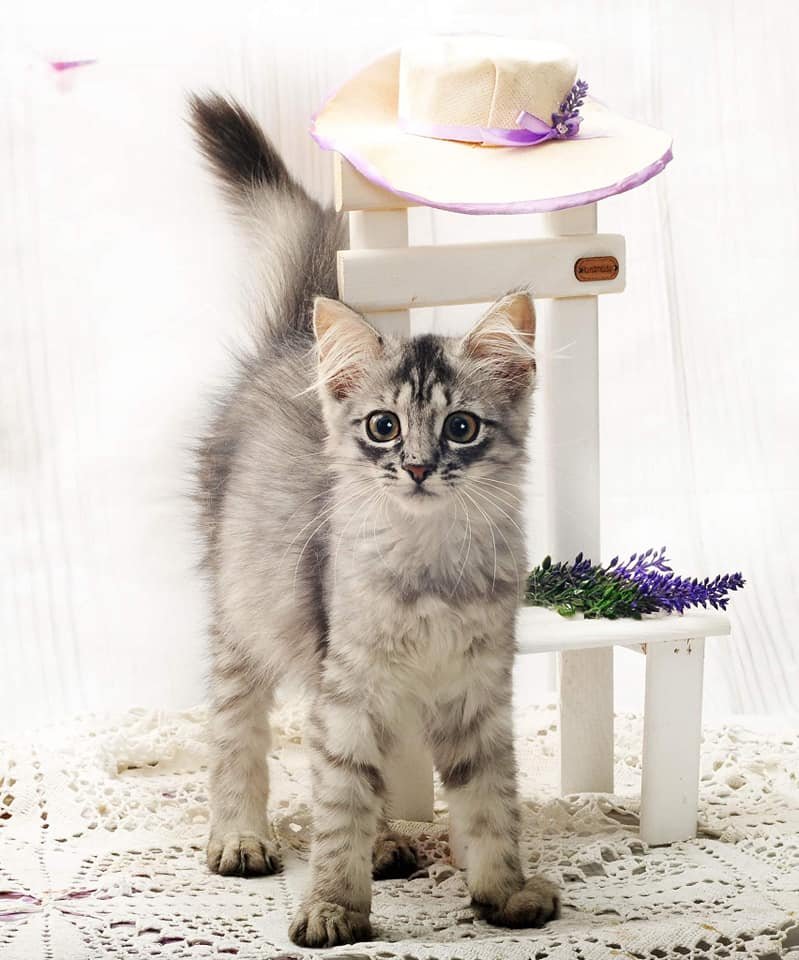 Животные ищут дом: где в Днепре найти себе кота или собаку 4