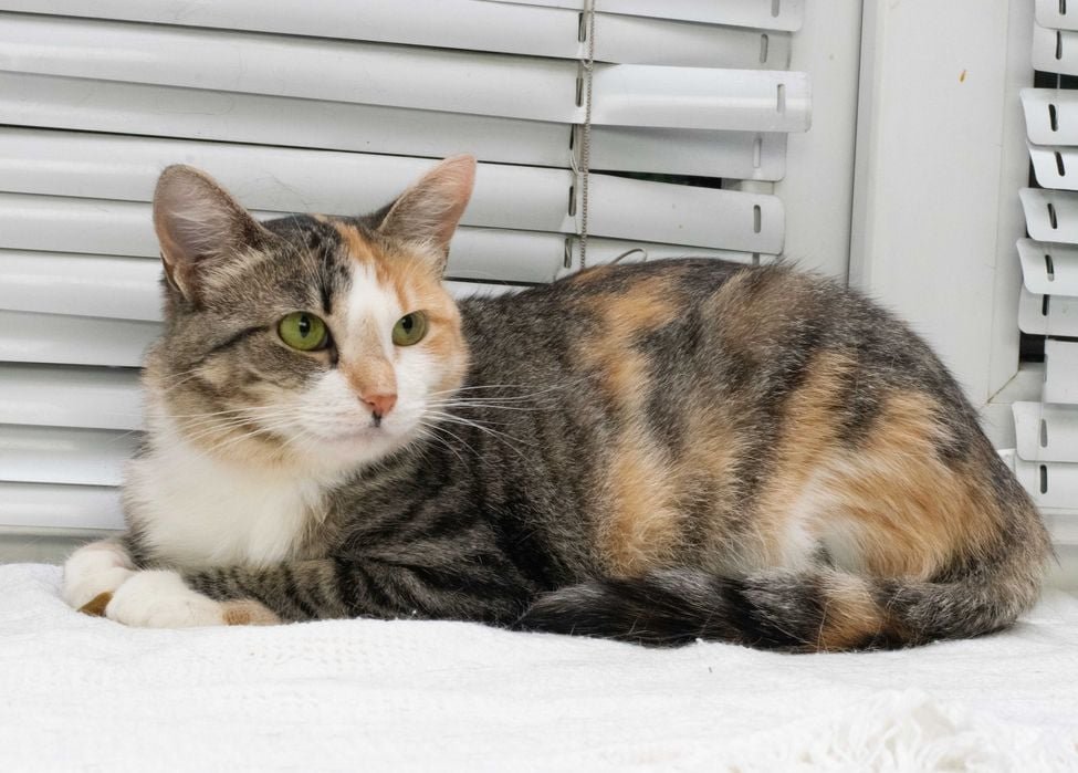 Животные ищут дом: где в Днепре найти себе кота или собаку 5