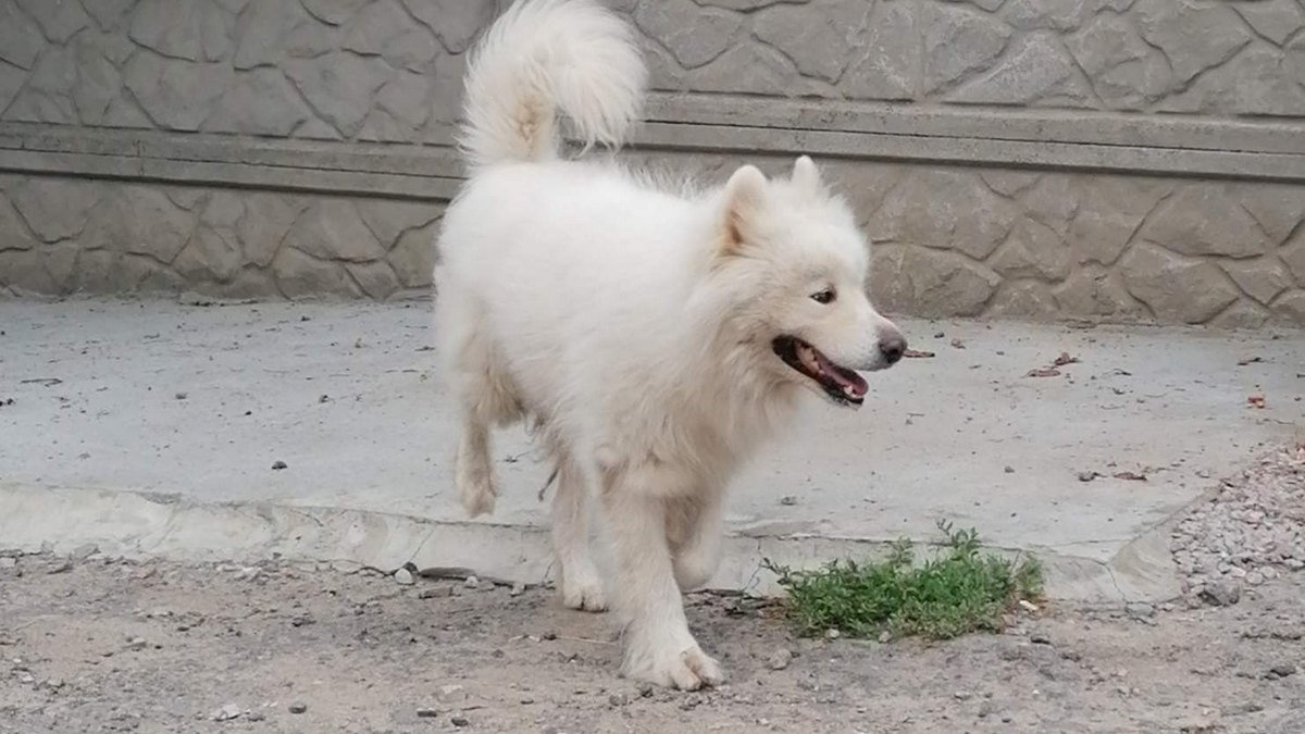 В Днепре пропало много животных: помогите найти 1