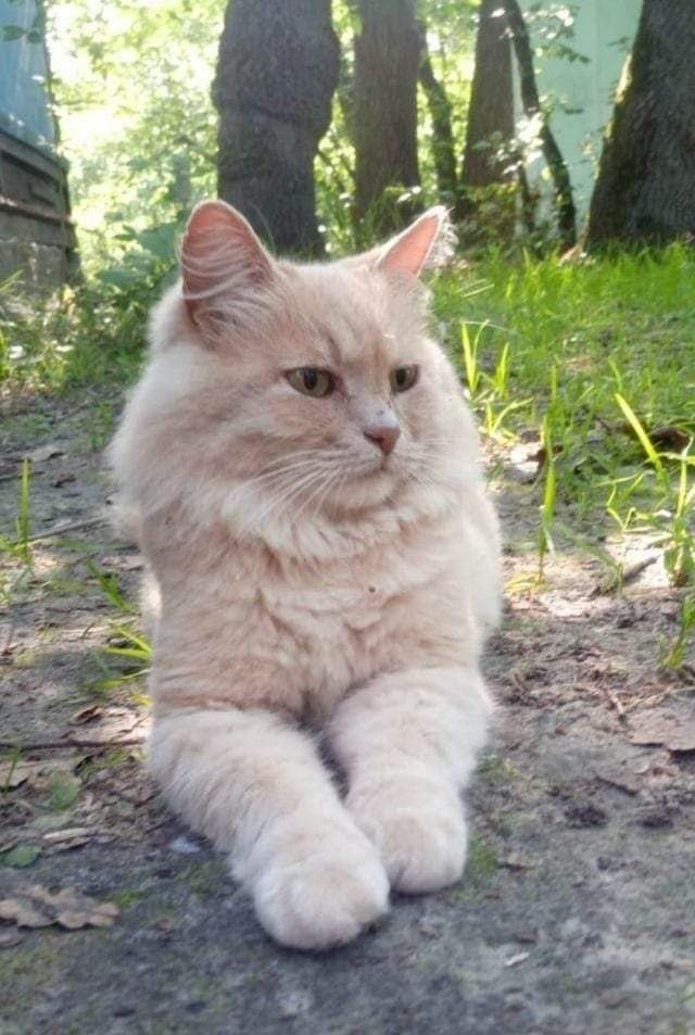 В Днепре пропало много животных: помогите найти 2