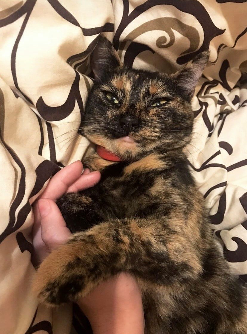 В Днепре пропало много животных: помогите найти 3