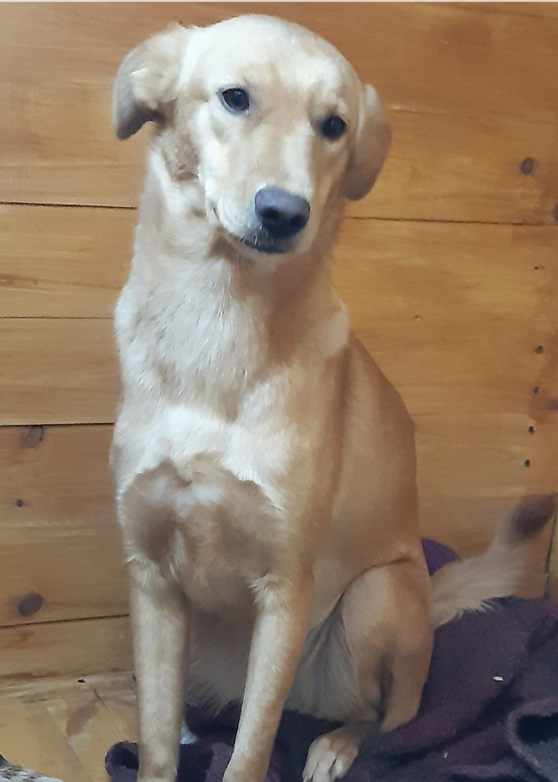 В Днепре пропало много животных: помогите найти 4