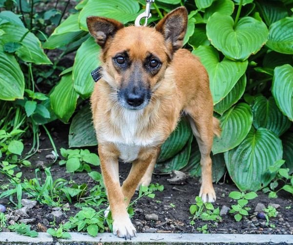 В Днепре пропало много животных: помогите найти 5