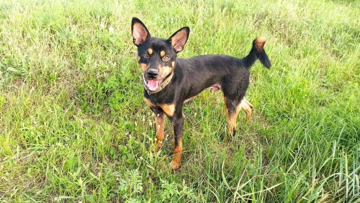 В Днепре пропало много животных: помогите найти 6