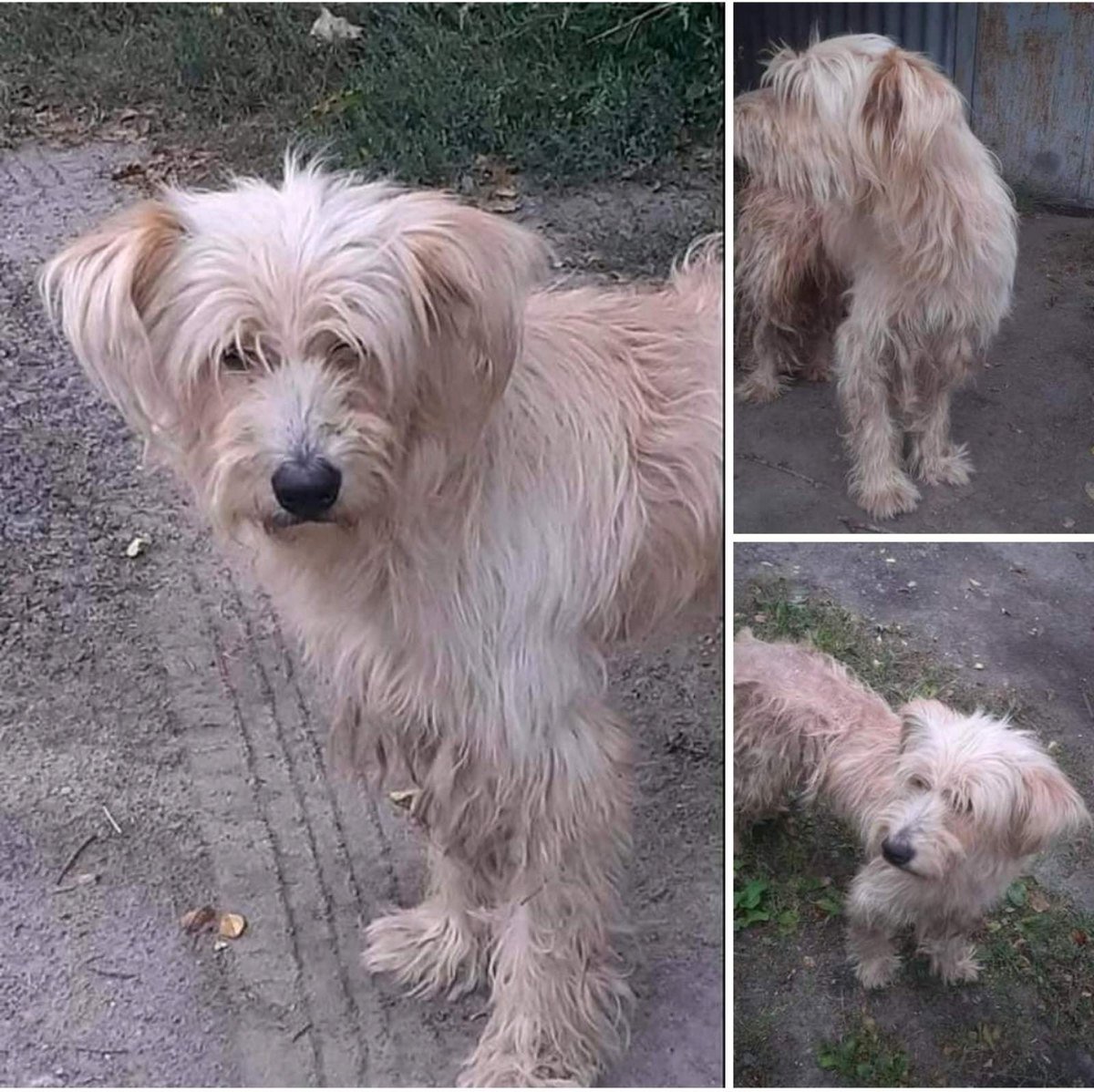 В Днепре пропало много животных: помогите найти 7