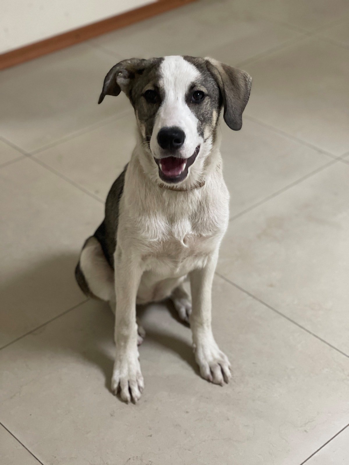 В Днепре пропало много животных: помогите найти 8