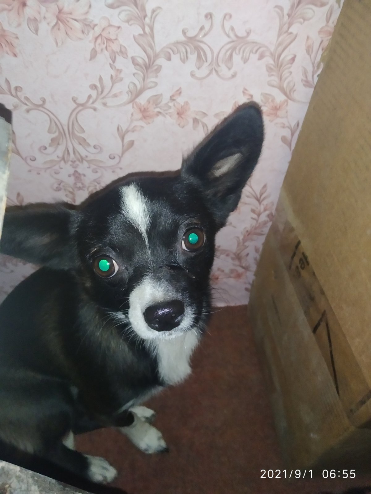 В Днепре пропало много животных: помогите найти 9