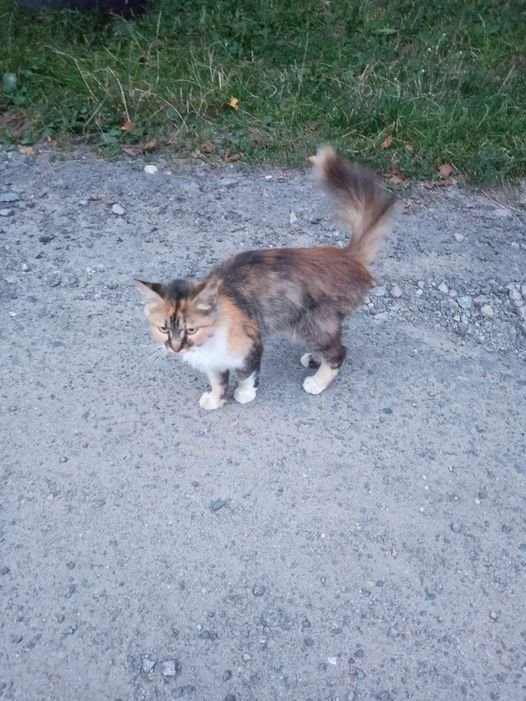 В Днепре пропало много животных: помогите найти 10