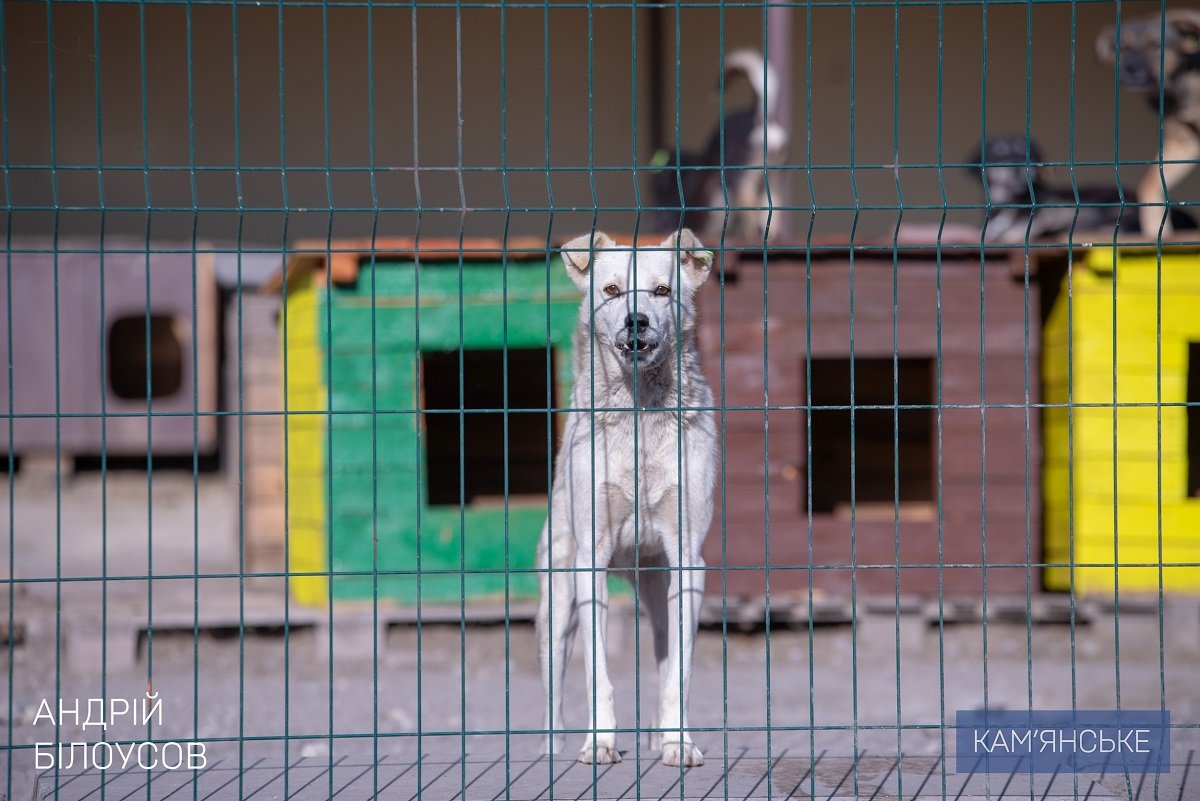 Мэр Каменского посетил приют для бездомных животных 2