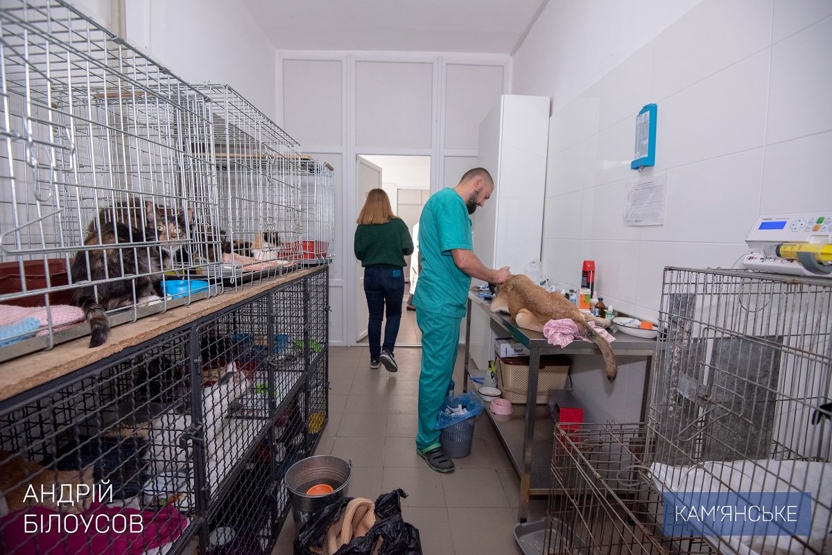 Мэр Каменского посетил приют для бездомных животных 4