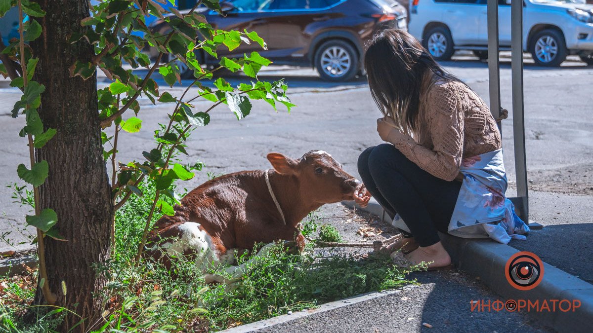 В центре Днепра иностранка выгуливала поросенка с теленком, которые живут у нее в съемной квартире