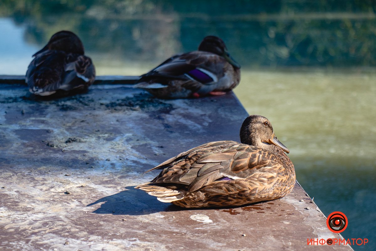 Фото Максим Якушев