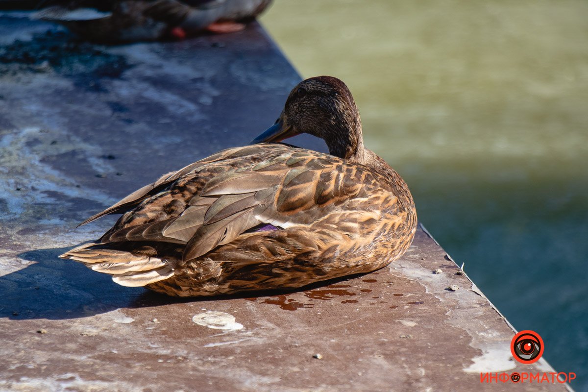 Фото Максим Якушев