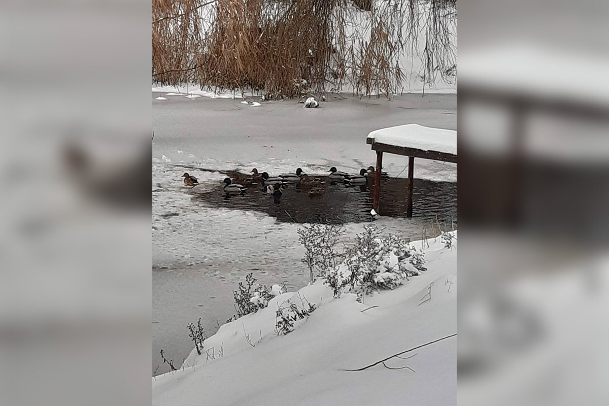 Полынья для пернатых