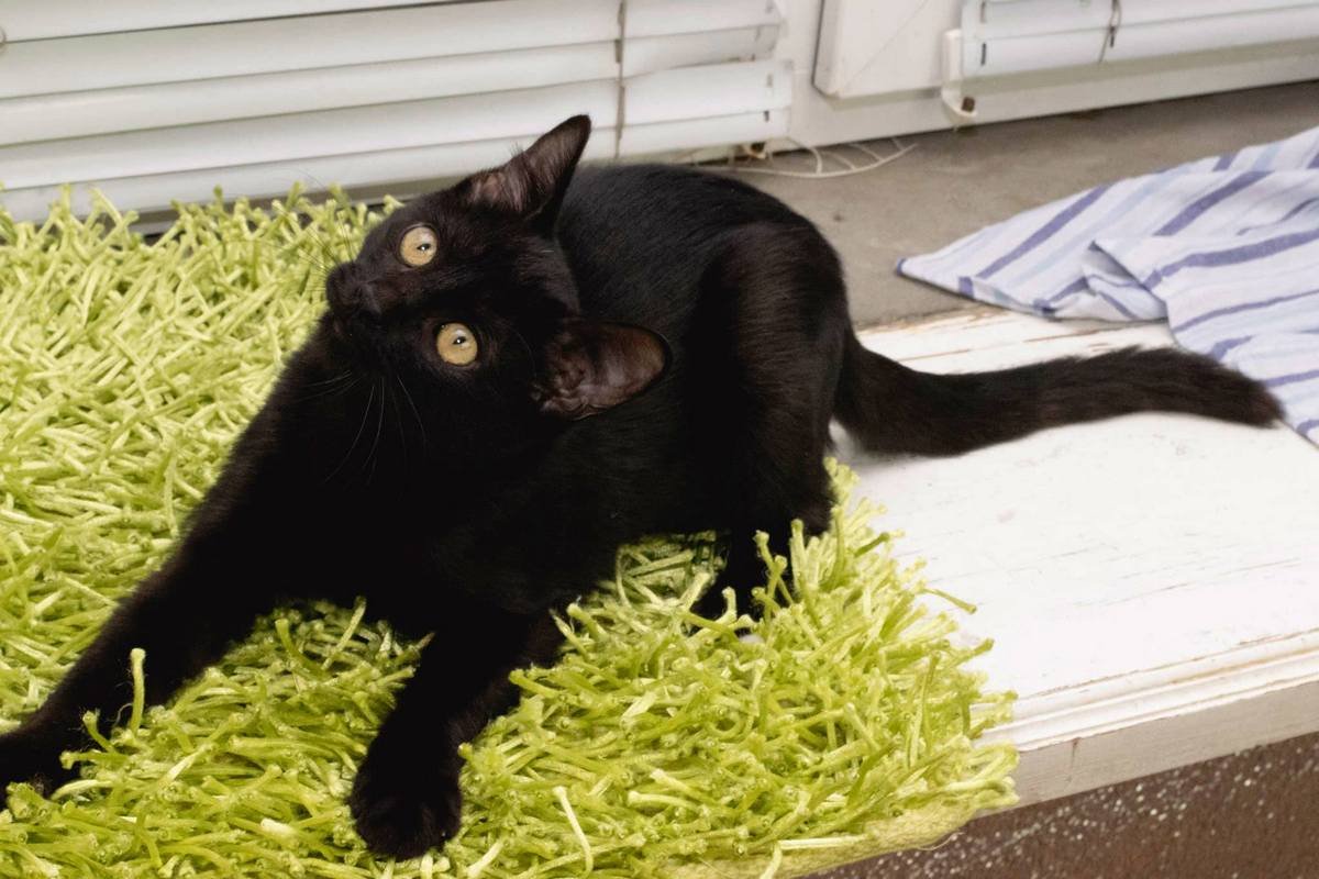 Животные ищут дом: где в Днепре найти себе кота или собаку 1