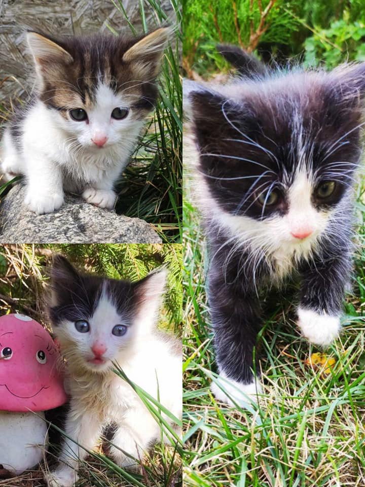 Животные ищут дом: где в Днепре найти себе кота или собаку 2