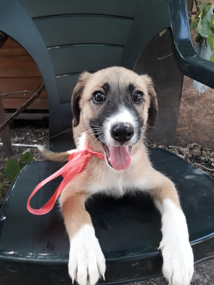 Животные ищут дом: где в Днепре найти себе кота или собаку 3