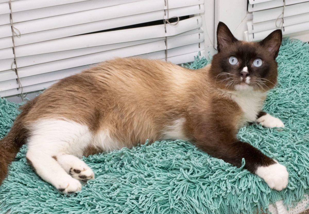 Животные ищут дом: где в Днепре найти себе кота или собаку 4