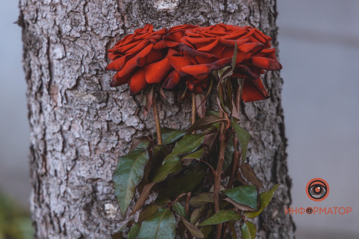 Фото: Денис Чубченко Фото: Денис Чубченко