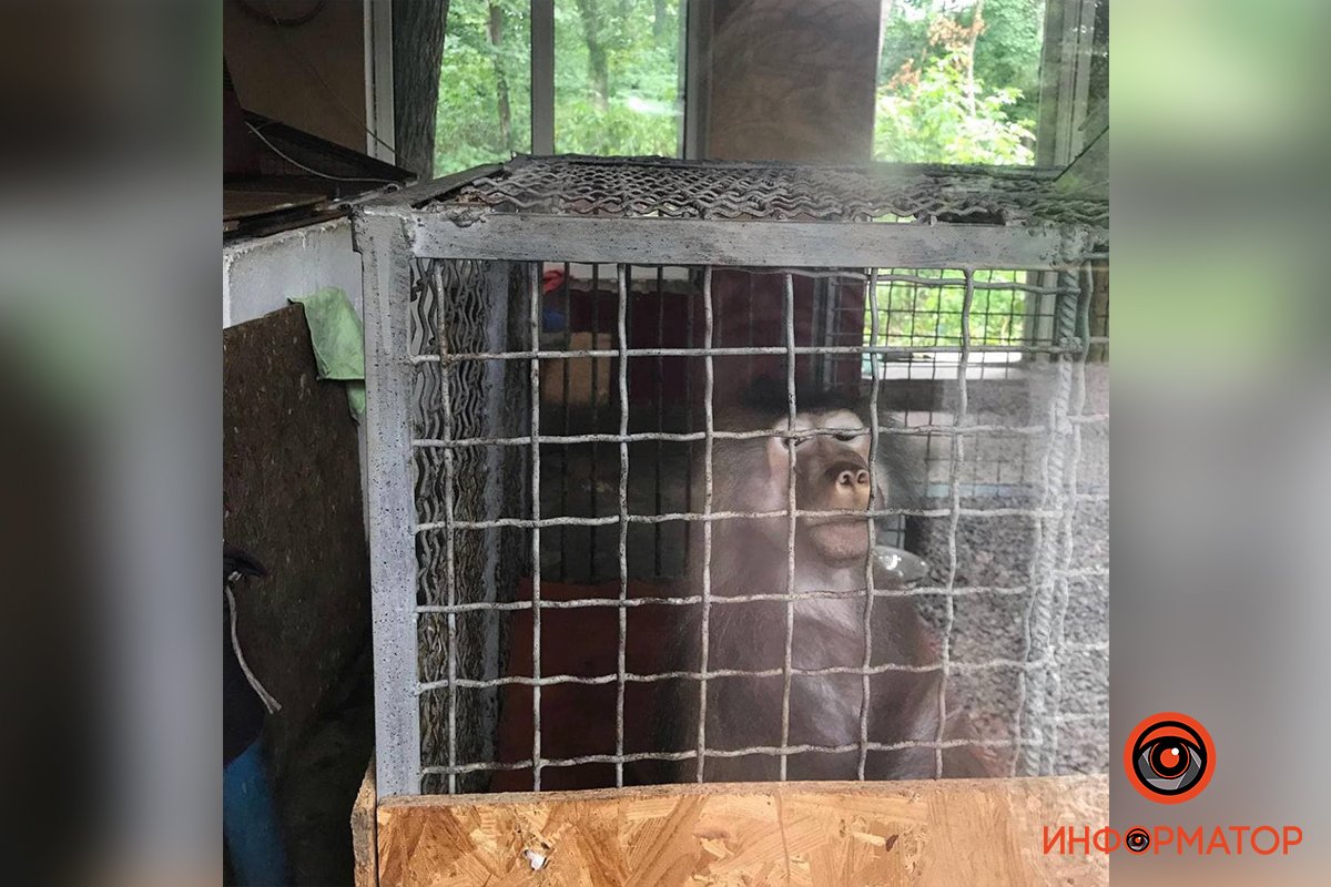 Вольеры меньше, чем должны