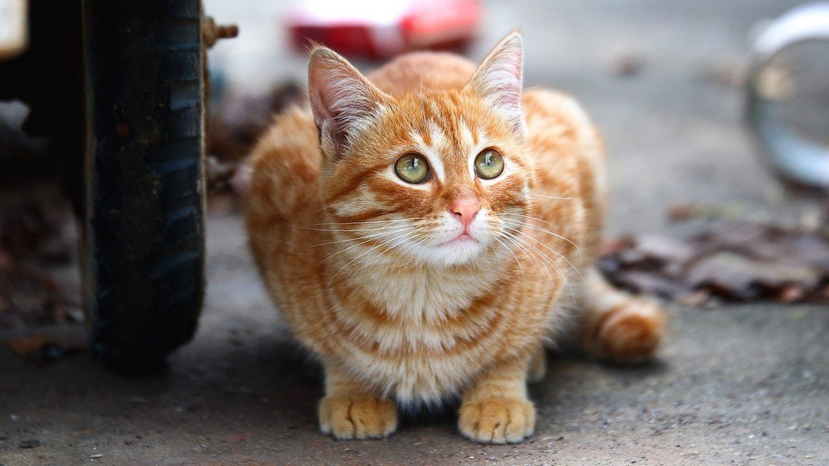 Котенка сбила машина