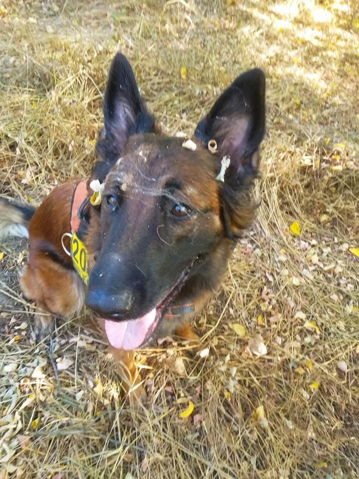 16 сентября полицейские и волонтеры с бельгийской овчаркой по кличке Беша искали Ольгу в различных локациях 16 сентября полицейские и волонтеры с бельгийской овчаркой по кличке Беша искали Ольгу в различных локациях