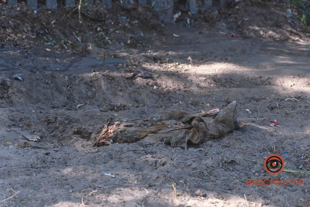 Разбросанные останки и сломанные памятники: в Днепре на Клочко сровняли с землей кладбище домашних животных 13