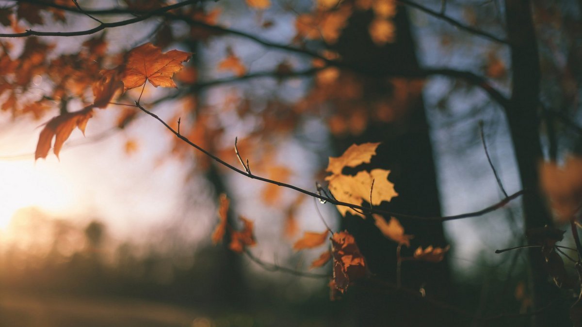 Осень - не о грусти, осень - о музыке 