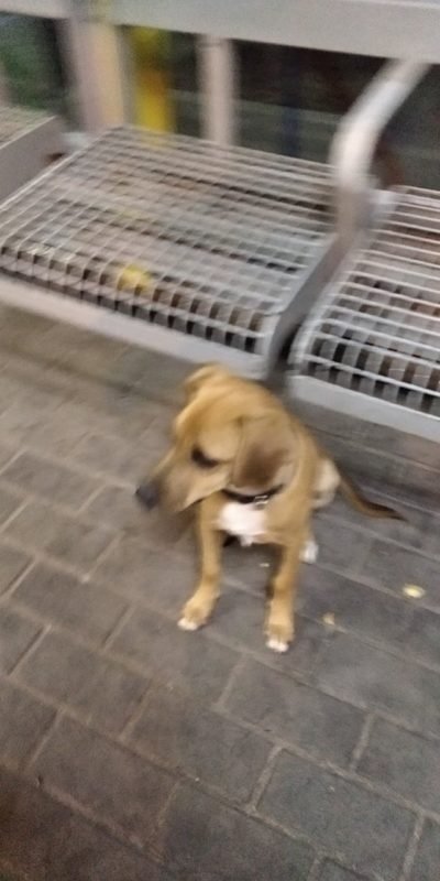 В Днепре пропало много животных: помогите найти 5