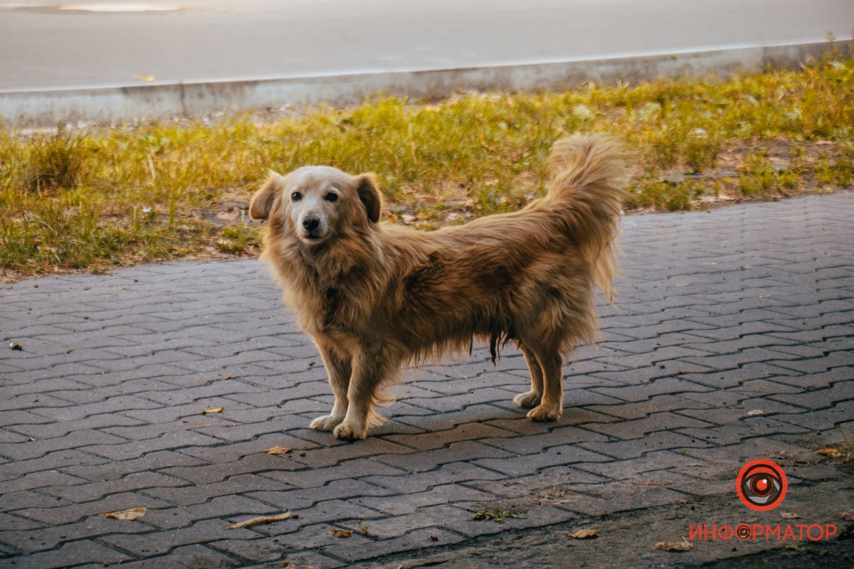 Фото: Руслана Левченко