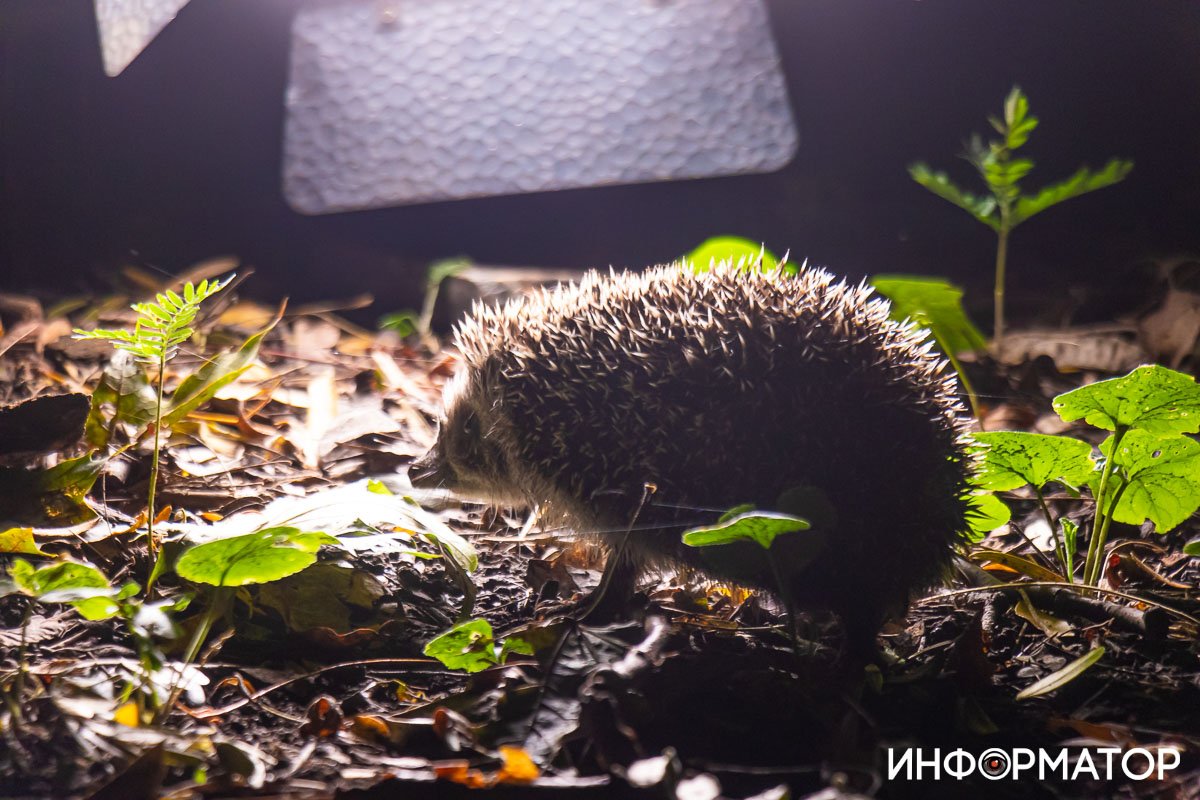 Пришел учиться