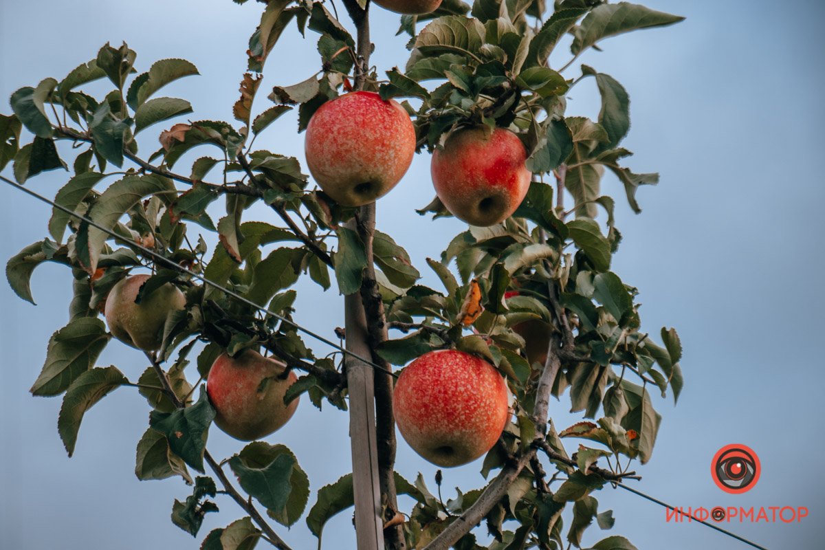 Фото: Руслана Левченко Фото: Руслана Левченко