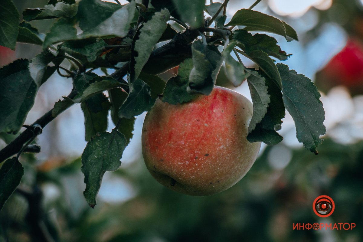 Фото: Руслана Левченко Фото: Руслана Левченко