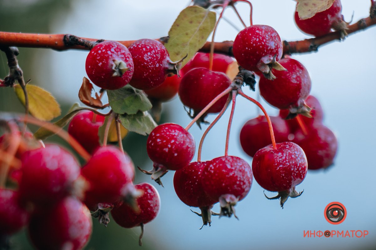 Фото: Руслана Левченко Фото: Руслана Левченко