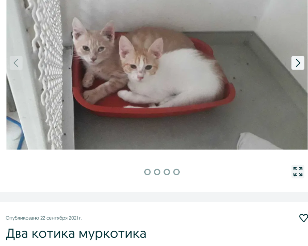ТОП странных вещей, которые можно купить в Днепре на OLX 2