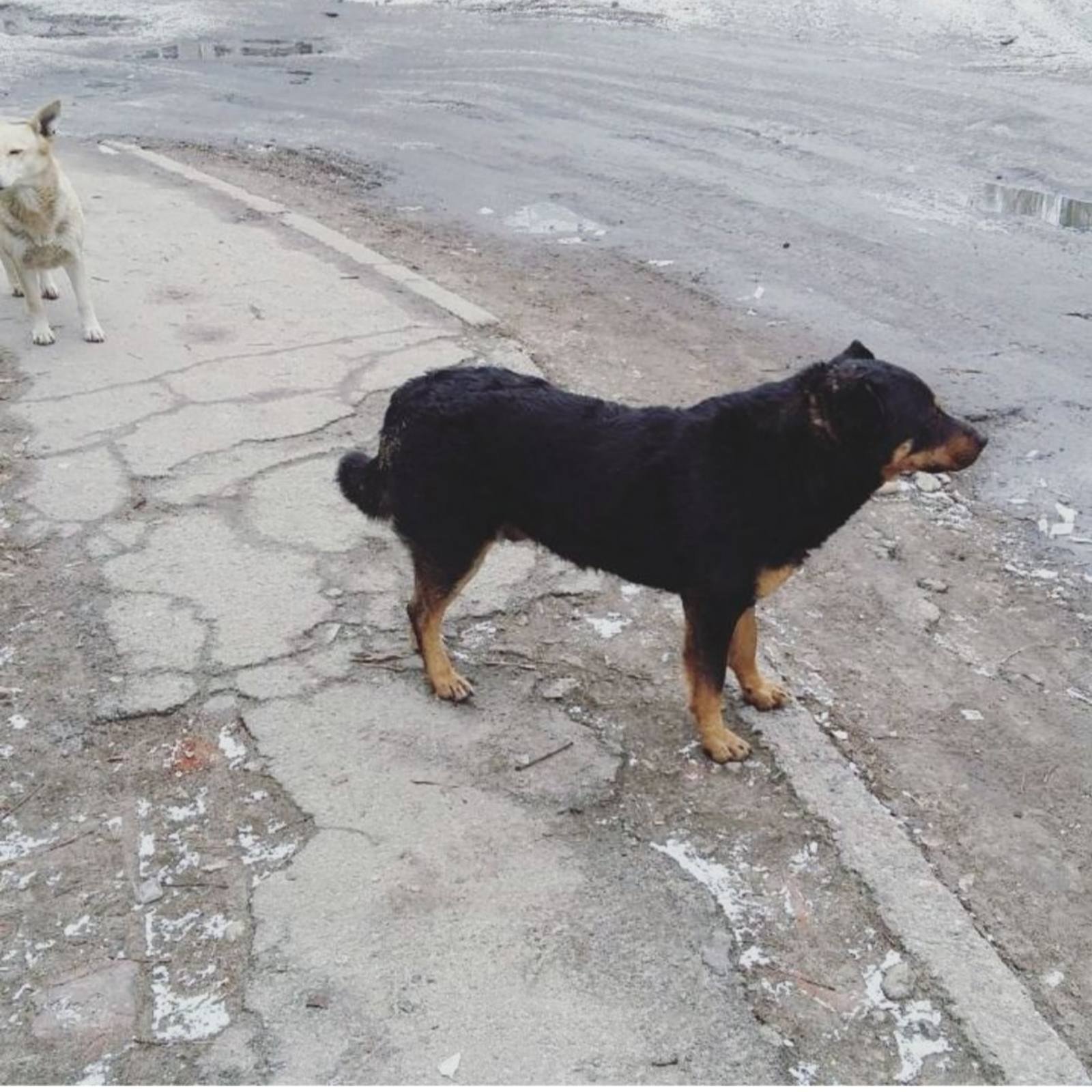 В Днепре пропало много животных: помогите найти 2