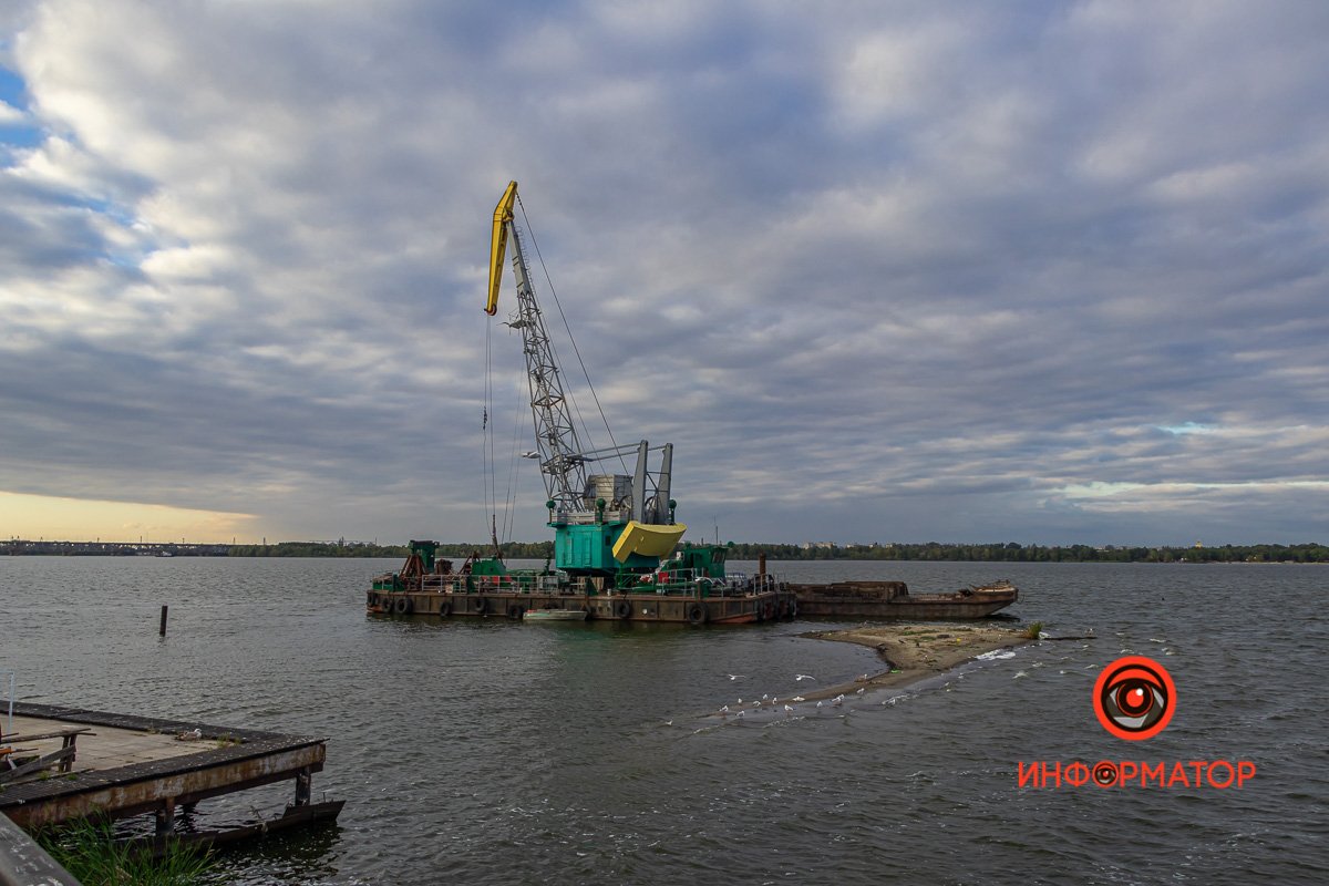 Птицы могут разносить болезни и грязь с острова по улицам 